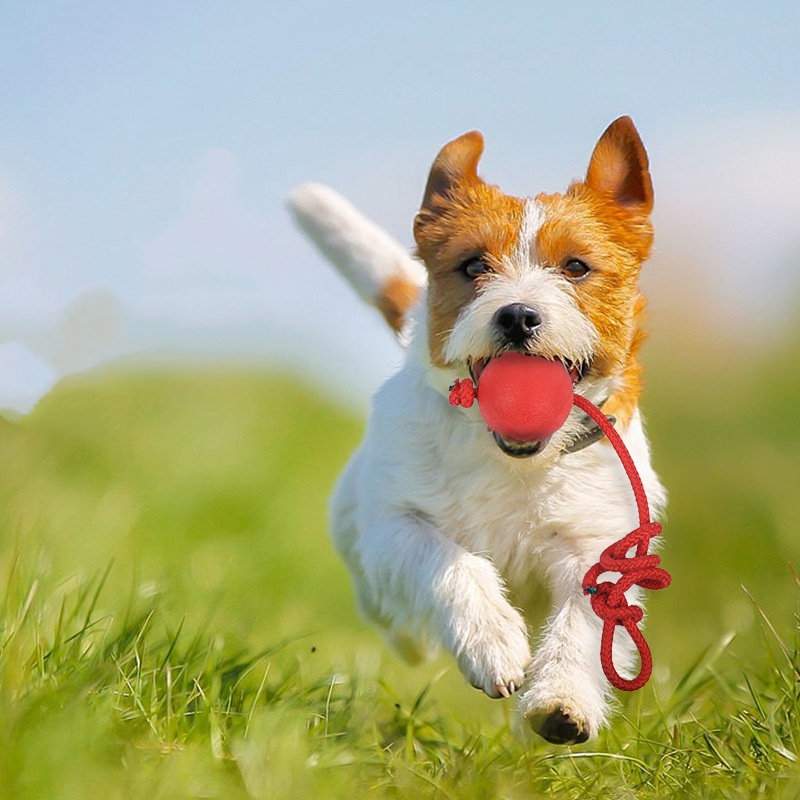 كرة كلب غير قابلة للتدمير مع ح - مراجعة Indestructible Dog Chew Toy وسعره